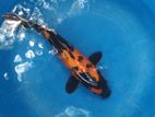 Japanese Koi Fish