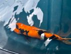 Japanese Koi Fish