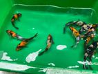 Japanese Koi Fish