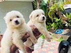 Lion Pomeranian Puppy