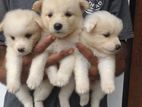 Lion Pomeranian Puppies