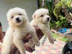 Japanese Lion Pomeranian Puppies