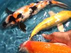 Koi Carp Fish