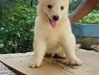 Japanese Spirit Dog