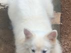 Japanese Spitz Dog Crossing Male