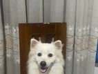 Japanese Spitz Dog for Crossing