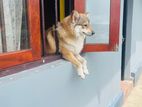 Japanese spitz dog for sale