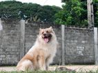 Japanese Spitz Dog for Crossing