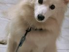 Japanese Spitz for Crossing