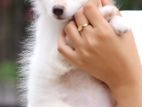 Japanese Spitz Puppy