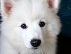 Japanese Spitz Puppies