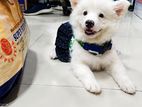 Japanese Spitz Puppies