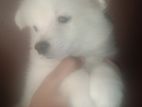 Japanese Spitz Puppies