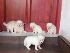 Japanese Spitz Puppy