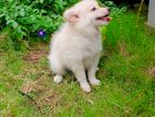 Japanese Spitz Puppy