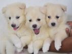 Japanese Spitz Puppies