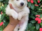 Japanese spitz