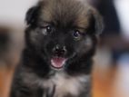 Japanese Spitz Puppy