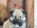 Japanese Spitz Puppies