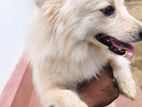 Japanese Spitz Dog