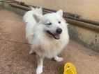 Japanese Spitz Male for Crossing