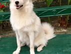 Japanese Spitz Male Dog for Crossing