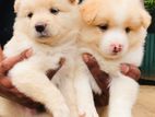 Japanese Spitz Male Puppy