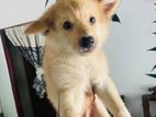 Japanese Spitz Mix puppies