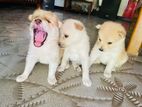 Japanese Spitz Mix Puppies