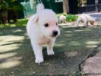 Japanese Spitz Pomanerian