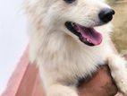 Japanese Spitz Pomanerian Puppy