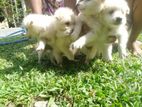 Japanese Spitz Pomeranian