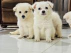 Japanese Spitz Pomeranian