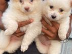 Japanese Spitz Puppies