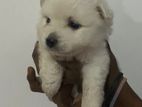 Japanese Spitz Puppies