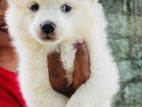 Japanese Spitz Puppies