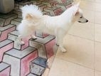 Japanese Spitz Puppies