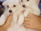 Japanese Spitz Puppies