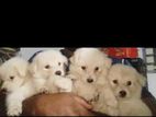 Japanese Spitz Puppies