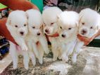 Japanese Spitz Puppies