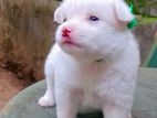 Japanese Spitz Puppies