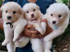 Japanese Spitz Puppies