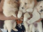 Japanese Spitz Puppies