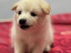 Japanese Spitz Puppies