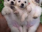 Japanese Spitz Puppies