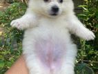 Japanese Spitz Puppies