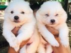 Japanese Spitz Puppies