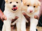 Japanese Spitz puppies