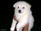 Japanese Spitz Puppies