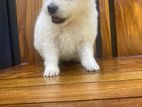 Japanese Spitz Puppies